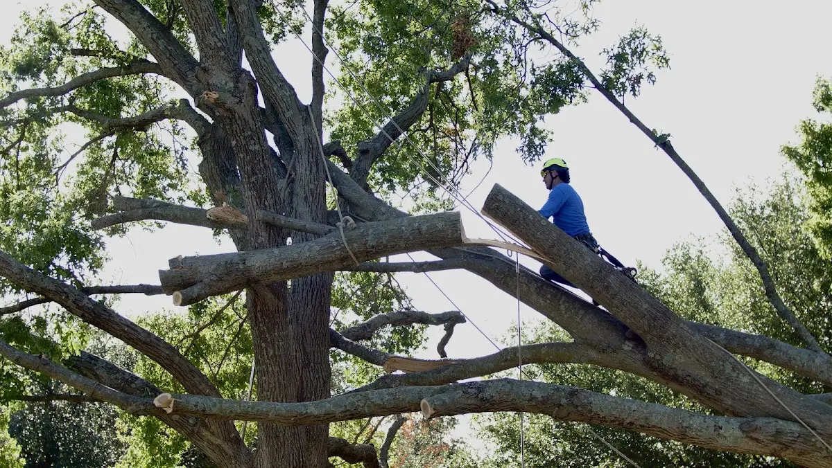 Professional Crown Thinning performed by certified arborists in Lapeer