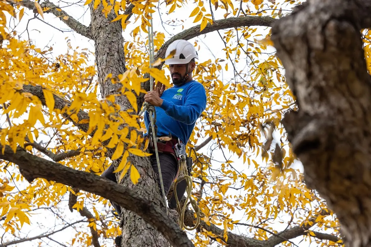 Skilled Emergency Tree Service crew working in Lapeer